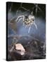 Spider in Etosha National Park-Paul Souders-Stretched Canvas