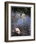 Spider in Etosha National Park-Paul Souders-Framed Photographic Print