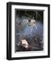 Spider in Etosha National Park-Paul Souders-Framed Photographic Print