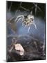 Spider in Etosha National Park-Paul Souders-Mounted Photographic Print