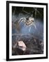 Spider in Etosha National Park-Paul Souders-Framed Photographic Print