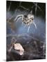 Spider in Etosha National Park-Paul Souders-Mounted Photographic Print