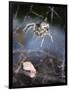 Spider in Etosha National Park-Paul Souders-Framed Photographic Print