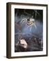 Spider in Etosha National Park-Paul Souders-Framed Photographic Print