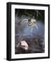 Spider in Etosha National Park-Paul Souders-Framed Photographic Print