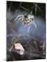 Spider in Etosha National Park-Paul Souders-Mounted Photographic Print