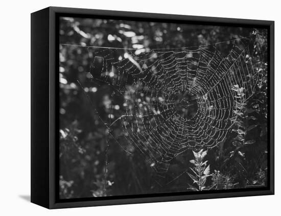 Spider in Its Web: Orb Weaver's Web, Measuring 3 Feet Across-Andreas Feininger-Framed Stretched Canvas