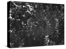 Spider in Its Web: Orb Weaver's Web, Measuring 3 Feet Across-Andreas Feininger-Stretched Canvas