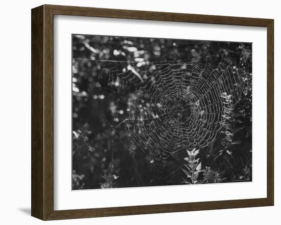 Spider in Its Web: Orb Weaver's Web, Measuring 3 Feet Across-Andreas Feininger-Framed Photographic Print