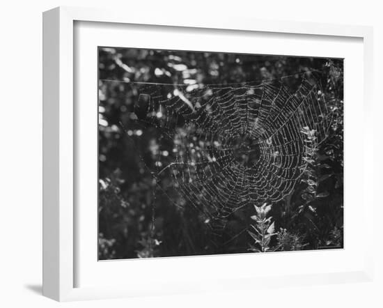 Spider in Its Web: Orb Weaver's Web, Measuring 3 Feet Across-Andreas Feininger-Framed Photographic Print