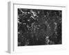 Spider in Its Web: Orb Weaver's Web, Measuring 3 Feet Across-Andreas Feininger-Framed Photographic Print