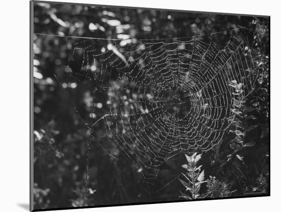Spider in Its Web: Orb Weaver's Web, Measuring 3 Feet Across-Andreas Feininger-Mounted Photographic Print