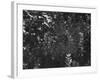 Spider in Its Web: Orb Weaver's Web, Measuring 3 Feet Across-Andreas Feininger-Framed Photographic Print