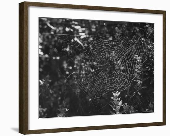 Spider in Its Web: Orb Weaver's Web, Measuring 3 Feet Across-Andreas Feininger-Framed Photographic Print