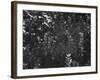 Spider in Its Web: Orb Weaver's Web, Measuring 3 Feet Across-Andreas Feininger-Framed Photographic Print