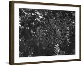 Spider in Its Web: Orb Weaver's Web, Measuring 3 Feet Across-Andreas Feininger-Framed Photographic Print