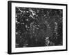 Spider in Its Web: Orb Weaver's Web, Measuring 3 Feet Across-Andreas Feininger-Framed Photographic Print