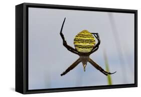 Spider in Web, Baliem Valley, Indonesia-Reinhard Dirscherl-Framed Stretched Canvas