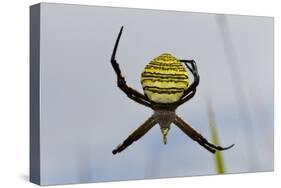 Spider in Web, Baliem Valley, Indonesia-Reinhard Dirscherl-Stretched Canvas