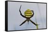 Spider in Web, Baliem Valley, Indonesia-Reinhard Dirscherl-Framed Stretched Canvas