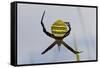 Spider in Web, Baliem Valley, Indonesia-Reinhard Dirscherl-Framed Stretched Canvas