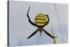 Spider in Web, Baliem Valley, Indonesia-Reinhard Dirscherl-Stretched Canvas