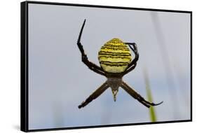 Spider in Web, Baliem Valley, Indonesia-Reinhard Dirscherl-Framed Stretched Canvas