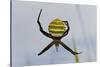 Spider in Web, Baliem Valley, Indonesia-Reinhard Dirscherl-Stretched Canvas