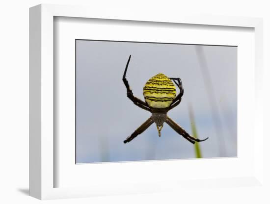 Spider in Web, Baliem Valley, Indonesia-Reinhard Dirscherl-Framed Photographic Print