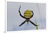 Spider in Web, Baliem Valley, Indonesia-Reinhard Dirscherl-Framed Photographic Print