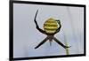 Spider in Web, Baliem Valley, Indonesia-Reinhard Dirscherl-Framed Photographic Print