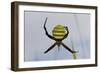 Spider in Web, Baliem Valley, Indonesia-Reinhard Dirscherl-Framed Photographic Print