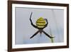 Spider in Web, Baliem Valley, Indonesia-Reinhard Dirscherl-Framed Photographic Print