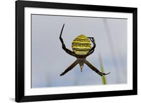 Spider in Web, Baliem Valley, Indonesia-Reinhard Dirscherl-Framed Photographic Print