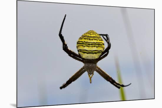 Spider in Web, Baliem Valley, Indonesia-Reinhard Dirscherl-Mounted Photographic Print