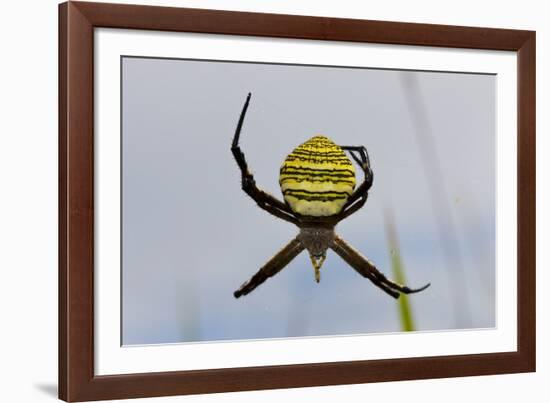 Spider in Web, Baliem Valley, Indonesia-Reinhard Dirscherl-Framed Photographic Print