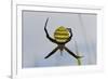 Spider in Web, Baliem Valley, Indonesia-Reinhard Dirscherl-Framed Photographic Print