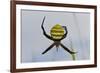 Spider in Web, Baliem Valley, Indonesia-Reinhard Dirscherl-Framed Photographic Print