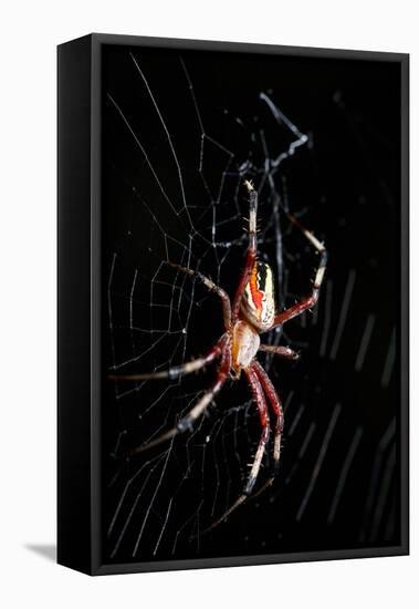 Spider, Kirindy Forest Reserve, Madagascar-Paul Souders-Framed Stretched Canvas