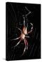 Spider, Kirindy Forest Reserve, Madagascar-Paul Souders-Stretched Canvas