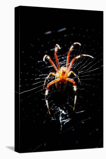 Spider, Kirindy Forest Reserve, Madagascar-Paul Souders-Stretched Canvas