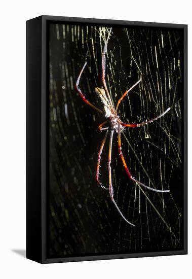 Spider, Kirindy Forest Reserve, Madagascar-Paul Souders-Framed Stretched Canvas