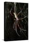 Spider, Kirindy Forest Reserve, Madagascar-Paul Souders-Stretched Canvas