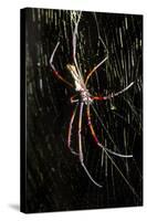 Spider, Kirindy Forest Reserve, Madagascar-Paul Souders-Stretched Canvas