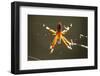 Spider, Kirindy Forest Reserve, Madagascar-Paul Souders-Framed Premium Photographic Print