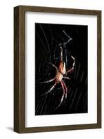 Spider, Kirindy Forest Reserve, Madagascar-Paul Souders-Framed Photographic Print