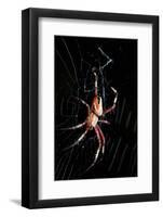 Spider, Kirindy Forest Reserve, Madagascar-Paul Souders-Framed Photographic Print