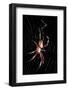 Spider, Kirindy Forest Reserve, Madagascar-Paul Souders-Framed Photographic Print