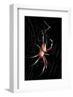 Spider, Kirindy Forest Reserve, Madagascar-Paul Souders-Framed Photographic Print