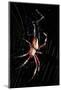 Spider, Kirindy Forest Reserve, Madagascar-Paul Souders-Mounted Photographic Print